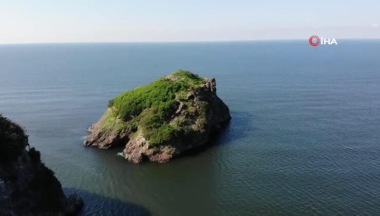 Ordu nun kuş cenneti  Hoynat Adası na ilgi artıyor
