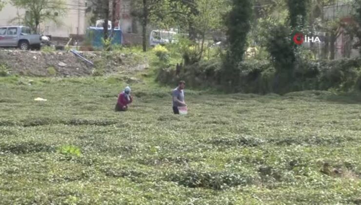 Doğu Karadeniz’i çay telaşı sardı… Üreticiler son hazırlıklarını yapıyor