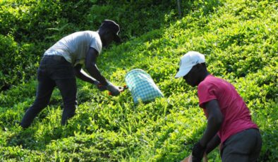 Afrikalı işçiler bu sene de çay hasadı yapıyor
