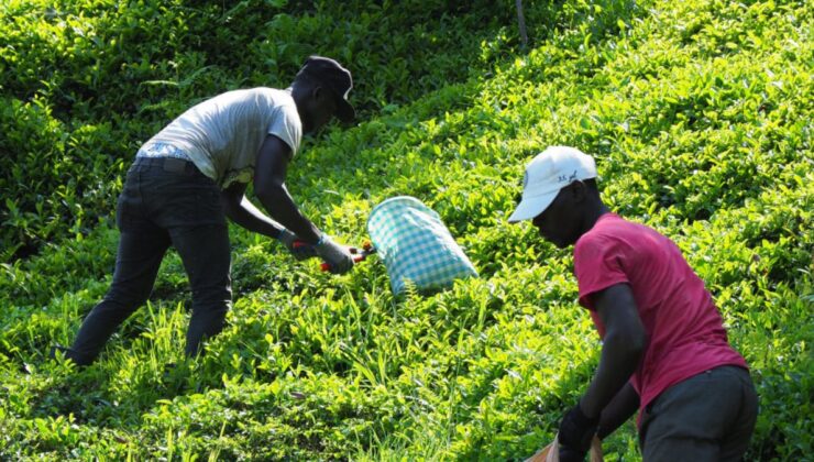 Afrikalı işçiler bu sene de çay hasadı yapıyor