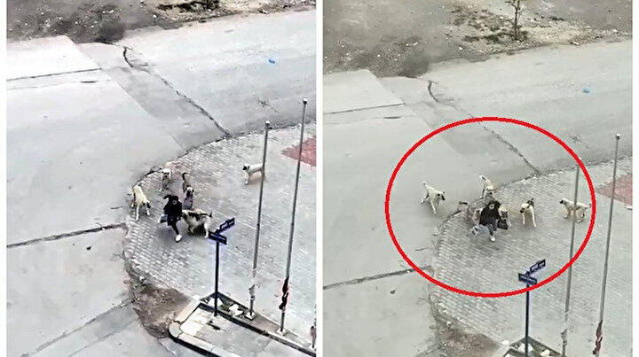 Ankara’da başıboş dehşet: 7 köpeğin arasında kaldı canını zor kurtardı