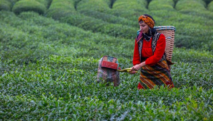Çay üreticilerinden Erdoğan’ın açıkladığı rakama tepki