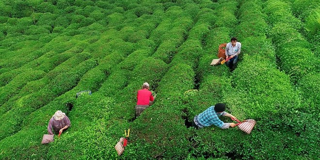 ÇAYKUR’dan çay üreticilerine ürünleri hasat edin çağrısı