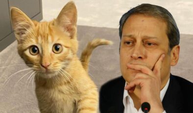 Galatasaray’da uğur denemeleri tutmadı! Başkan Burak Elmas’ın sahiplendiği kedi Simba gönderildi…