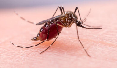 Sivrisinekler, ısıracakları insanları nasıl seçebiliyorlar? Yeni araştırma, bu soruya çok şaşırtıcı bir cevap veriyor