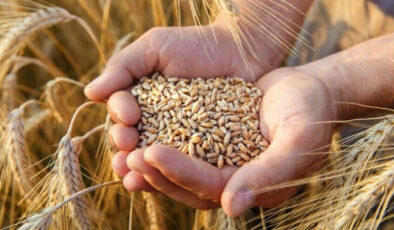 Buğday-arpa alım fiyatı belirlendi