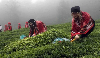 Fındığın başkenti Giresun’da çay hasadı başladı
