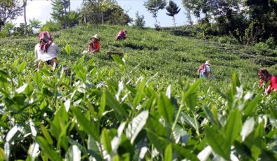 Özel sektör çay alımlarında ÇAYKUR’u solladı