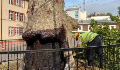 Trabzon’da tarihe tanıklık eden 86 anıt ağaç tescillendi