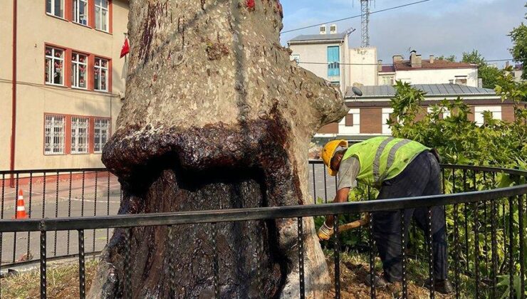 Trabzon’da tarihe tanıklık eden 86 anıt ağaç tescillendi
