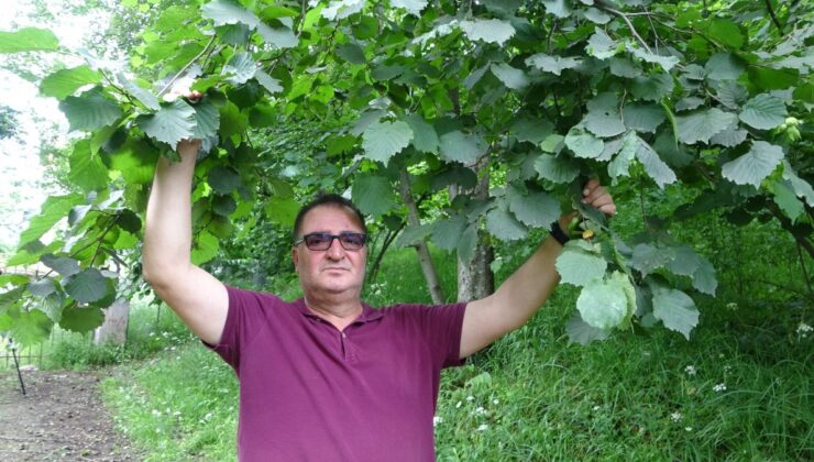 Trabzonlu fındık üreticisi ‘Drakula’ yok diye sevinçli