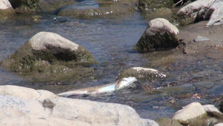 İnceleme başlatıldı… Gümüşhane’de toplu balık ölümleri