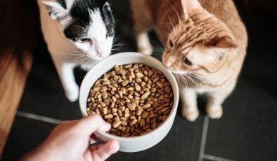 Purina One ve Pro Plan markalı üç kedi maması ürününde zehirli kimyasallar çıktı
