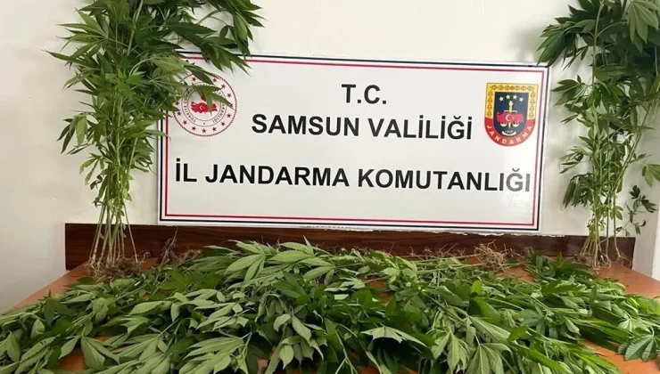 Samsun’da arazide ekili 85 kök kenevir bitkisi gele geçirildi: 1 kişi tutuklandı
