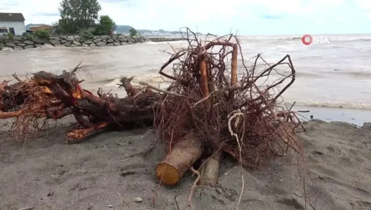 Sel sonrası kıyıya vuran odunlar, vatandaşlar tarafından toplanıyor