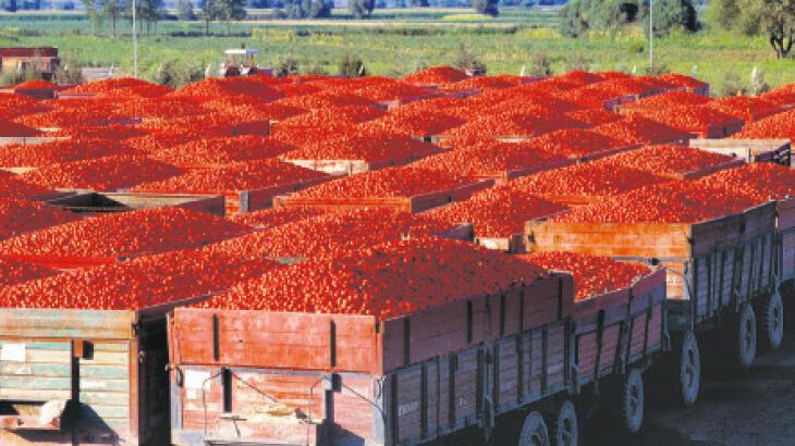 25 ülkeye ‘küp’ domates satıyor