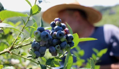 Çay bahçesine mavi yemiş dikti, yılda 300 bin TL kazanıyor