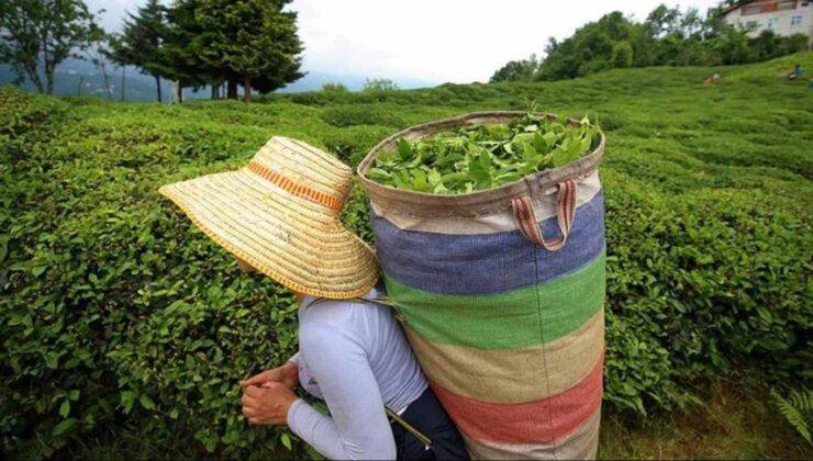 Haziran ayı yaş çay ödemeleri ne zaman yatacak, çay paraları yattı mı? Yaş çay ödeme tarihleri 2022