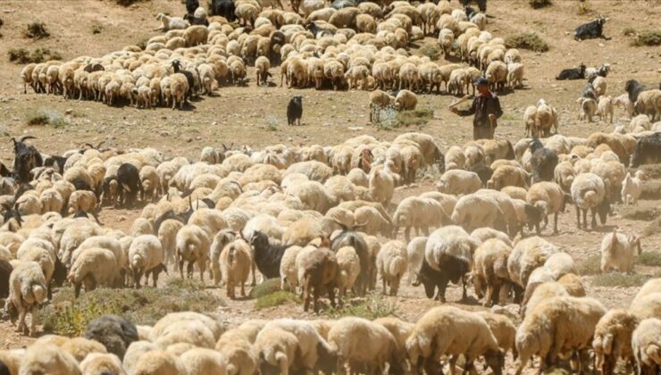 Artvinli hayvancı: Afgan çobanlar bile gelmiyor