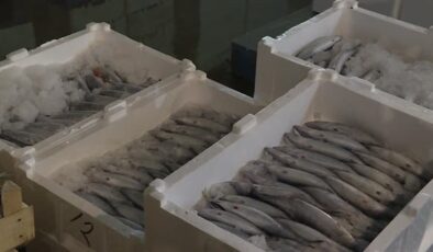 Samsun’da balık haline gelen 5 bin kasa palamut bir saatte tükendi
