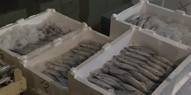 Samsun’da balık haline gelen 5 bin kasa palamut bir saatte tükendi