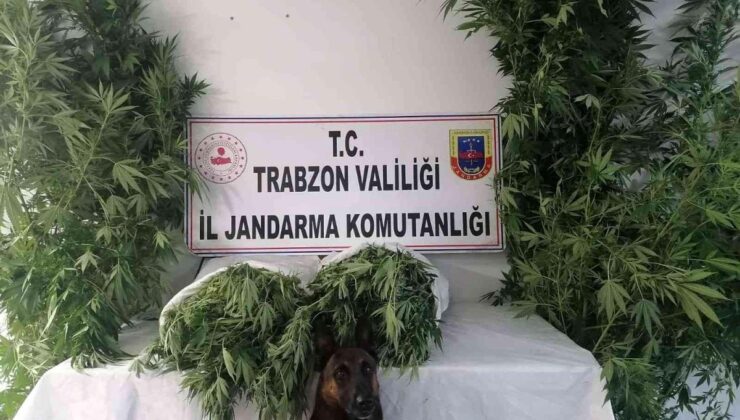 Trabzon’da Jandarma narkotik timleri ve JASAT dedektiflerinden ortak operasyon