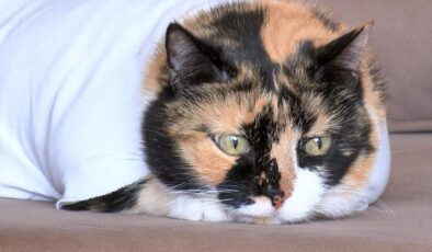 Ameliyat yarası iyileşmeyen kedi için veterinere suç duyurusu