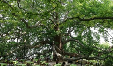 10 bin anıt ağaç Bakanlığın koruması altında alındı