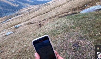 Çengel boynuzlu dağ keçisine GPS’li koruma