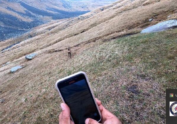 Çengel boynuzlu dağ keçisine GPS’li koruma