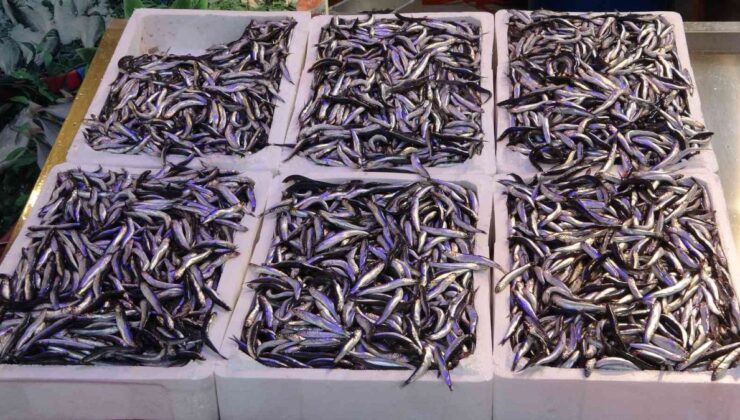 Trabzon’da hamsi, balık tezgahlarını şenlendirdi