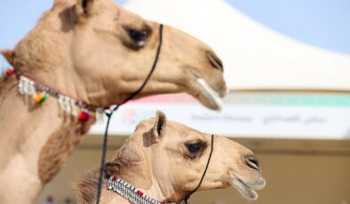 Dünya Kupası’nda deve güzeli heyecanı: Ödül 10 milyon riyal