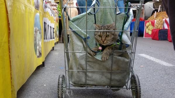 Pazar arabasındaki kedisi ‘Gülüm’ ile alışverişe gidiyor