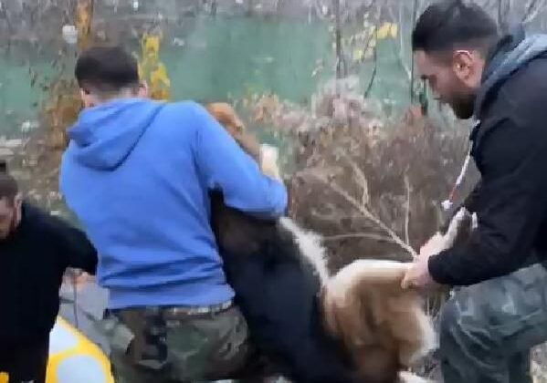 Suların yükseldiği Yusufeli’nde mahsur kalan köpek, botla kurtarıldı