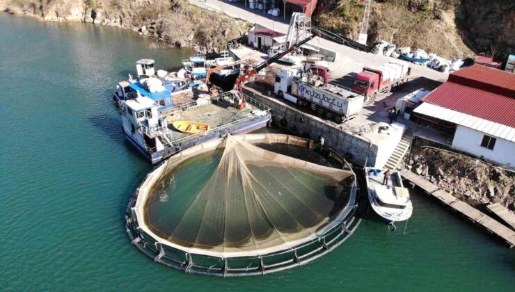Artvin’de kafes balığı tesislerine yenileri ekleniyor: Hedef 50 bin somon ihracatı