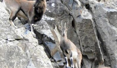 Dağcılar, kayaların usta tırmanıcıları yaban keçilerini görüntüledi