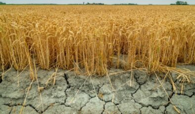 Tarlalarda kuraklık krizi: Kayıp yüzde 40’ları aşabilir
