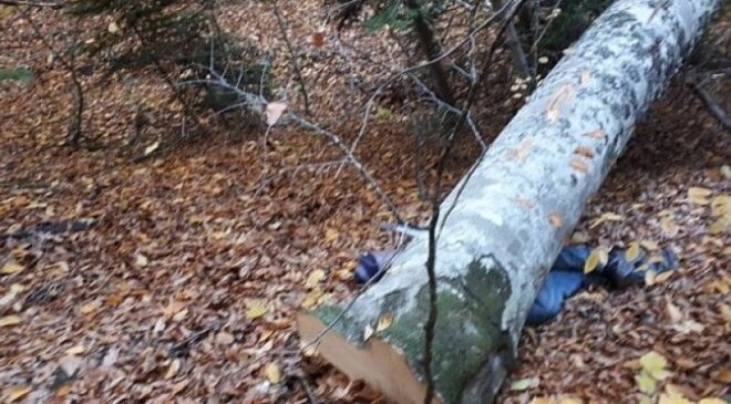 Trabzon’da kestiği ağacın altında kalan kişi hayatını kaybetti