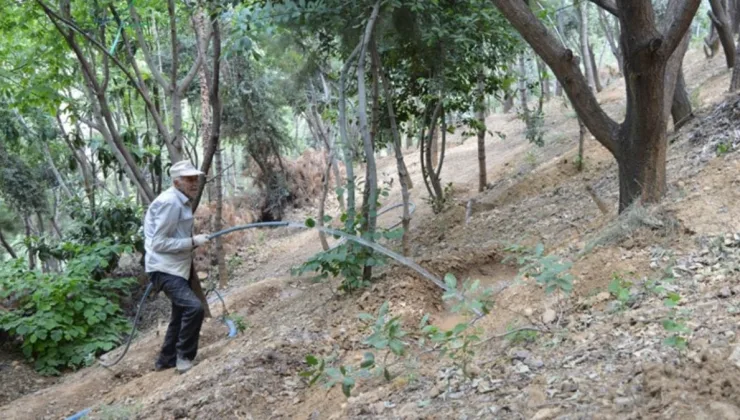 28 yılda çöplüğü ormana dönüştürdü: Gençlere ‘Ağaç dikin’ dedi