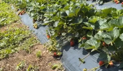 Çiftçiler devlet destekli çilek bahçesi kurup üretime geçti