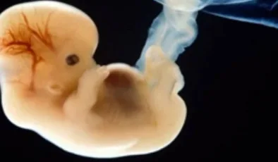 Yumurta Ve Sperm Olmadan İnsan Embriyosu Oluşturdular