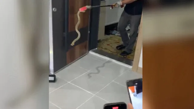 Artvin’de eve giren yılanı itfaiye yakaladı