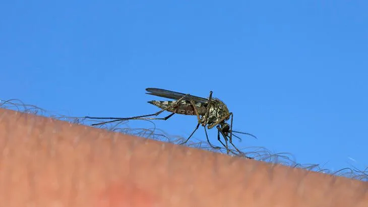 Grip değil sivrisinek ısırığı! ‘İlk belirti kabuklu yaralar’ diyerek açıkladı