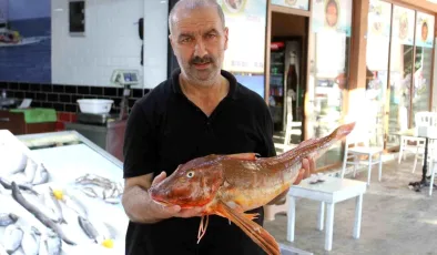 Ordu’da Nadir Görülen 5 Kilogramlık Kırlangıç Balığı Şaşırttı