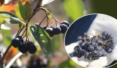 ‘Süper meyve’ hasadı başladı! Kilosu 250 TL’den satılıyor… Tek tek elle toplanıyor