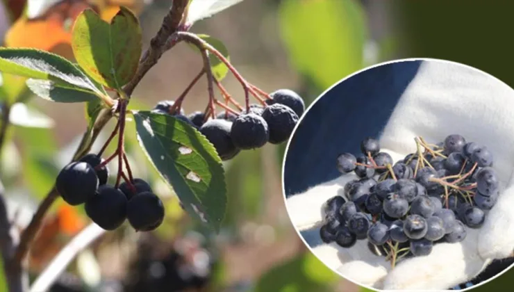 ‘Süper meyve’ hasadı başladı! Kilosu 250 TL’den satılıyor… Tek tek elle toplanıyor