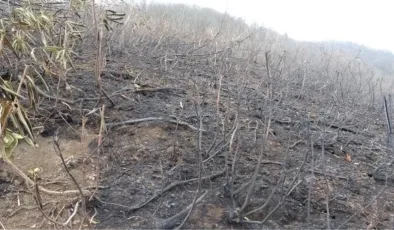 Doğu Karadeniz’de Yüksek Nem Oranı Orman Yangınlarını Engelliyor