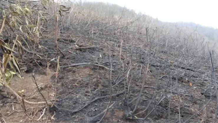 Doğu Karadeniz’de Yüksek Nem Oranı Orman Yangınlarını Engelliyor