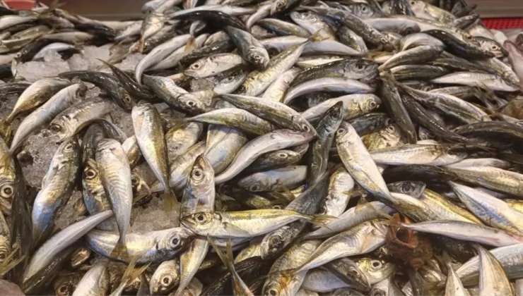 Giresun’da İstavrit Balığı Tezgahlarda 35 Lirada Alıcı Buluyor