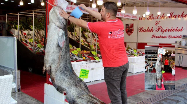 Samsun’da 2 buçuk metre boyundaki 141 kiloluk yayın balığı tezgahta